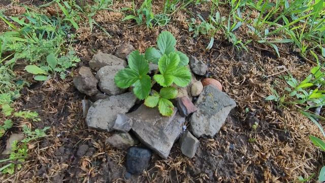 Куст клубники или земляники, поди разберись