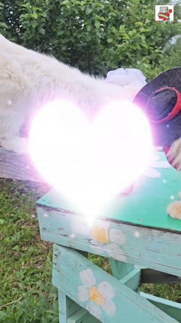 Amada mia amore mio 😇😻❤️😽🌼