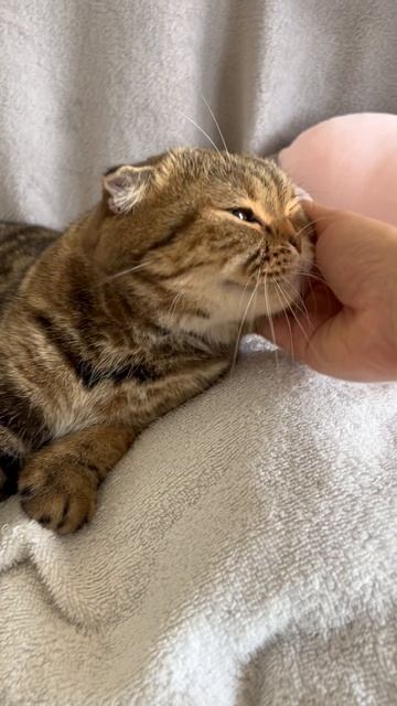 Шотландская вислоухая кошечка 🐱