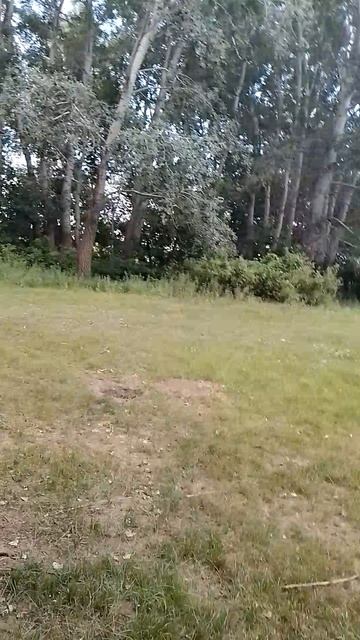 🌹🐞🌲🌺🌳