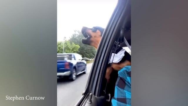 Ротвейлер также известен как собачий принц-клоун