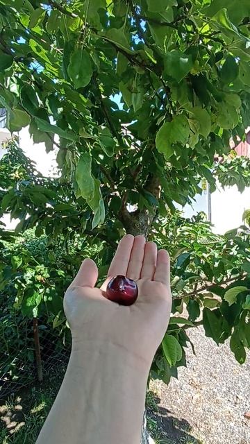 Урожай