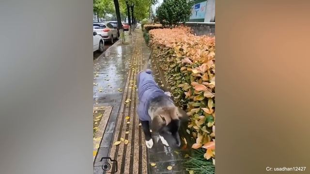 20 МИНУТ САМЫХ ЗАБАВНЫХ ЖИВОТНЫХ, ПОЙМАННЫХ КАМЕРОЙ 1 1