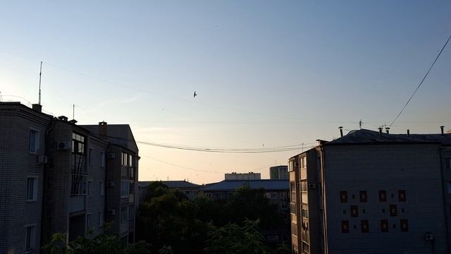 Утренняя разминка стрижей