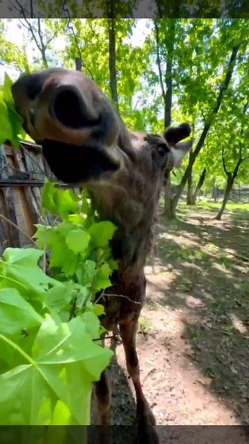 video5312521056458664524