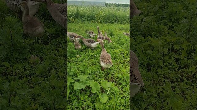 Сколько яиц несут гуси в год?