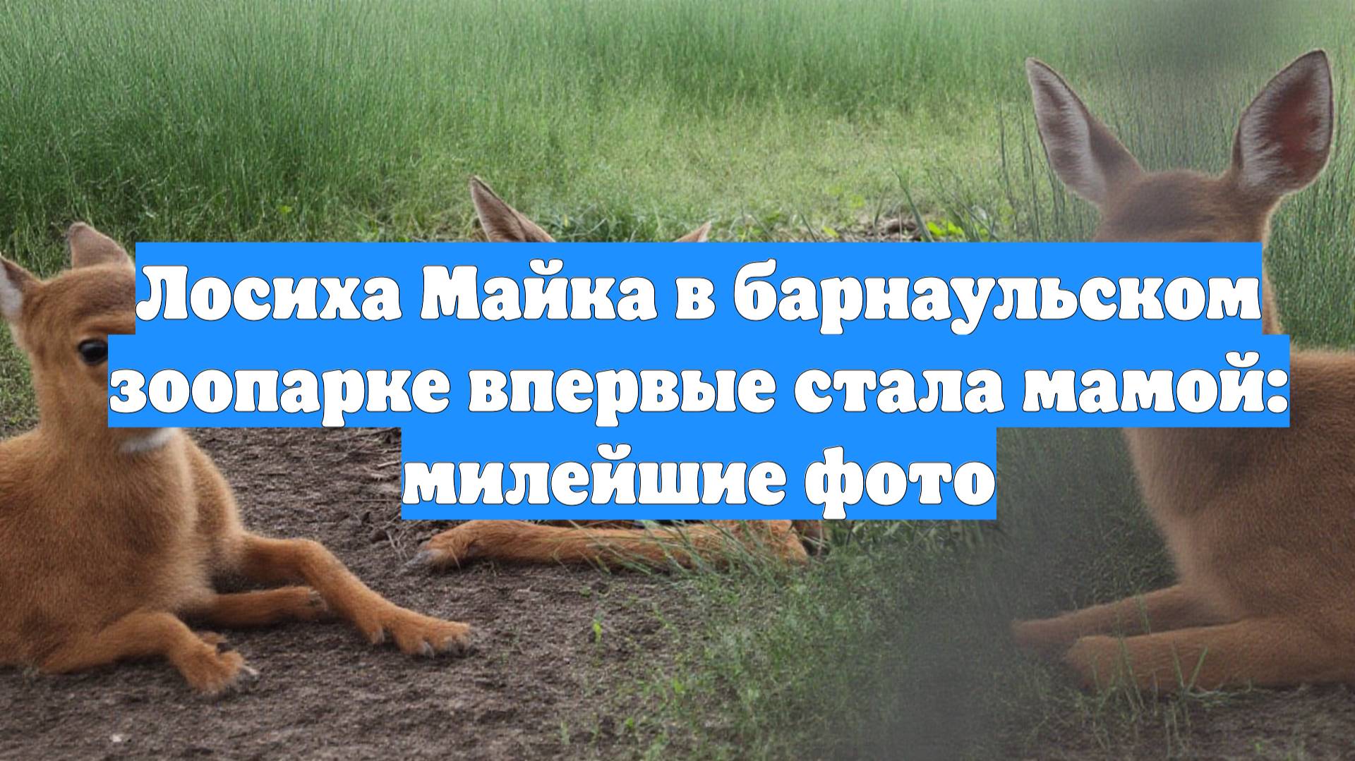 Лосиха Майка в барнаульском зоопарке впервые стала мамой: милейшие фото