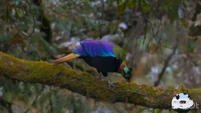 Гималайский монал Lophophorus impejanus