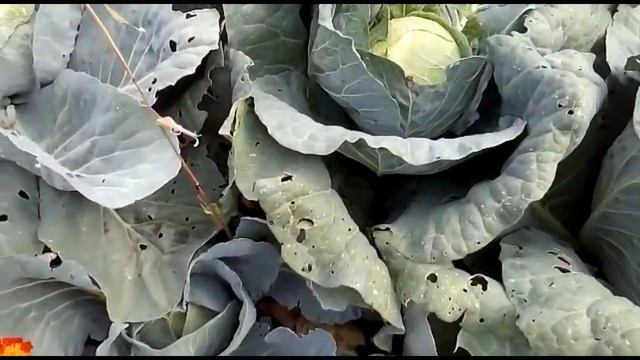 Когда убирать и квасить капусту. ..Мои небольшие советы..