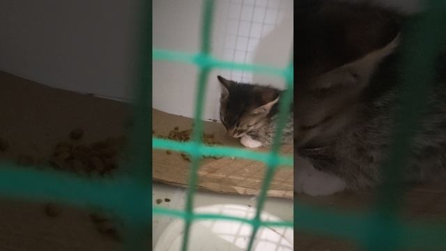 Сказка. Было у царя три ... котенка. Малыши ищут дом Приют Петербург