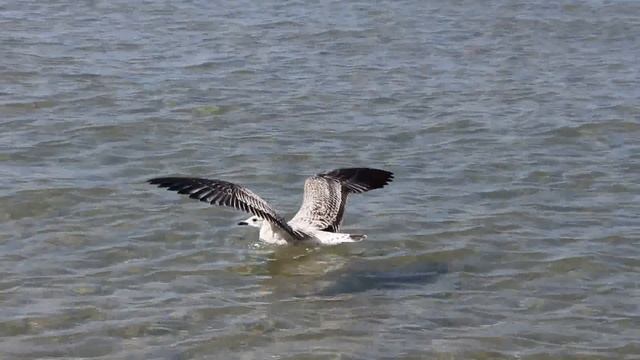 Красивое видео! Море. Чайки.