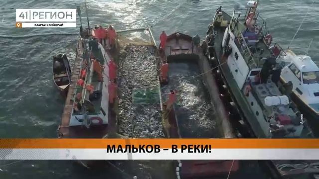 265 МИЛЛИОНОВ МАЛЬКОВ ЛОСОСЕЙ ВЫПУСТИЛИ В РЕКИ КАМЧАТКИ ЗА 5 ЛЕТ• НОВОСТИ КАМЧАТКИ