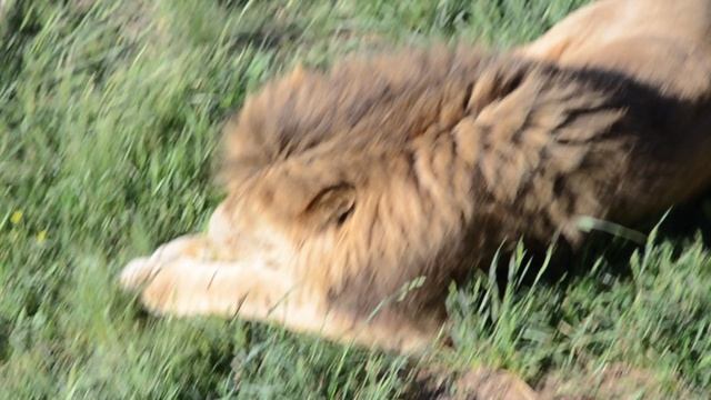 Кормим львов в парке Тайган, как ведут себя львы