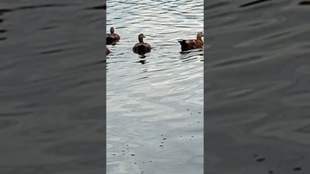 1000020950.mp4