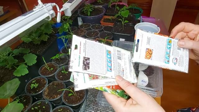 Проверяю на всхожесть семена перца сладкого и острого Часть 2