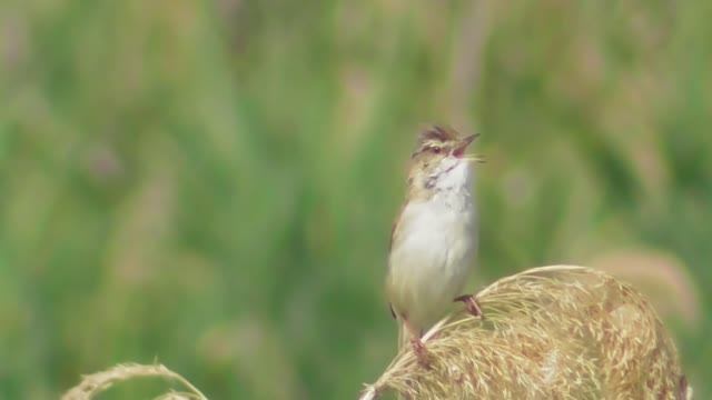 Тростниковая камышовка   ( Acrocephalus scirpaceus )