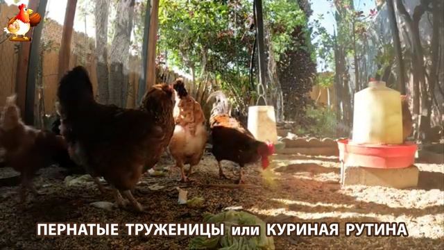 Куры несушки свободного выгула и их обычная куриная рутина – эпизод (487)