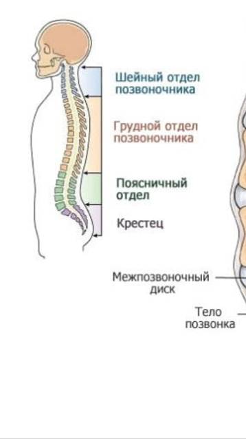 Почему современная жизнь неизбежно приводит к появлению боли в пояснице? #shorts