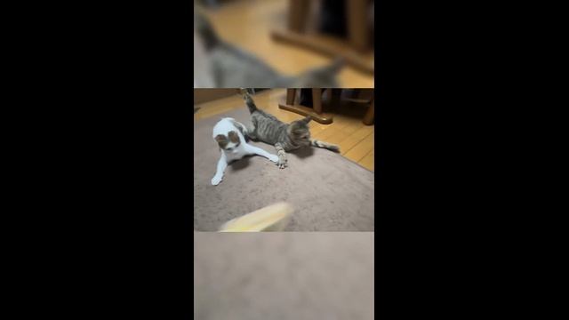 Смешные котики - часть 14