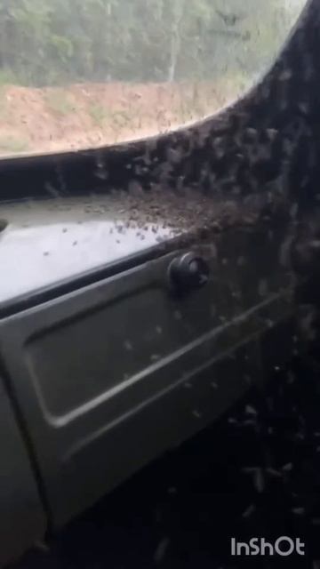 Лето в северных лесах и болотах