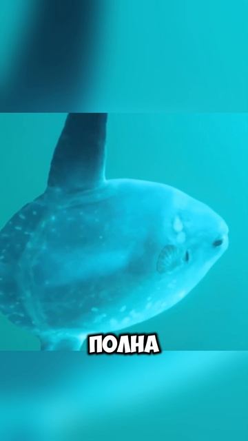 Рыба-луна.mp4