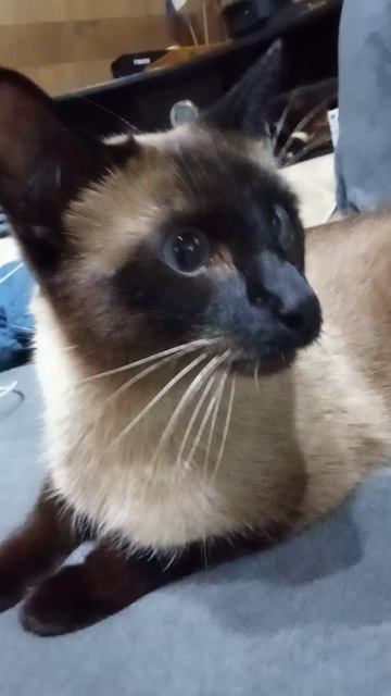 Феликс прибыл на пять дней. передержка в Самаре #cat #веселыекоты #прикольныекоты #видосыоткота