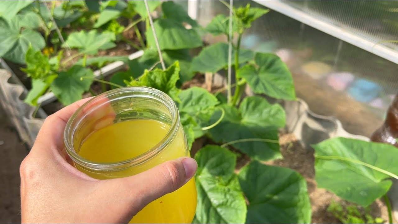 Как я спас свои огурцы томаты перцы с помощью этого простого трюка!