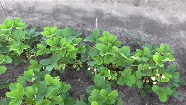 Отбор усов клубники для размножения