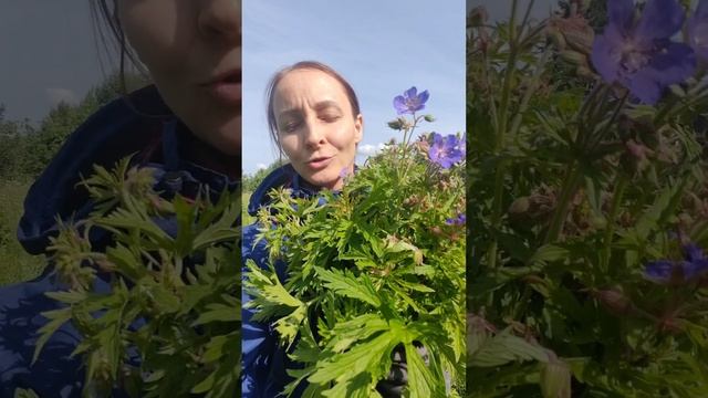 Герань - цветок женщины❤️🌿