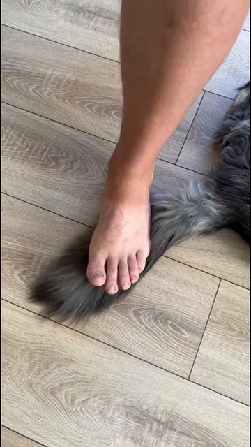 Котика лучше не обижать