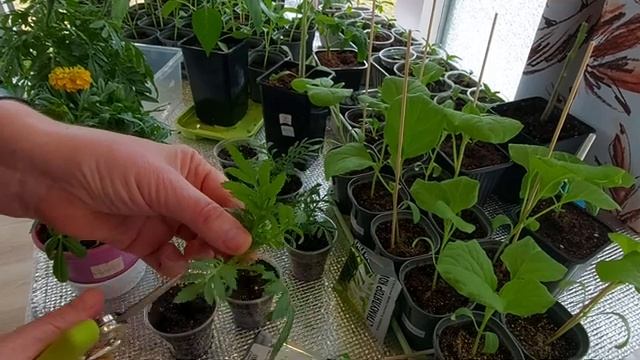 Бархатцы Антигуа и Перфекшн Черенкуем Результат 100 % Часть 3