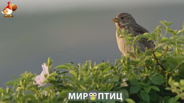 Мир птиц – красота и грация пернатых созданий Природы 🦩🦚🦜 Выпуск (247) 🦉🐦🐤