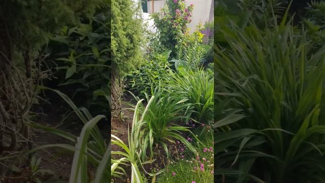 🌹 Розы в моем саду,25 .06.2025