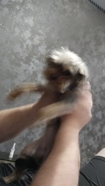 Танец Шакира