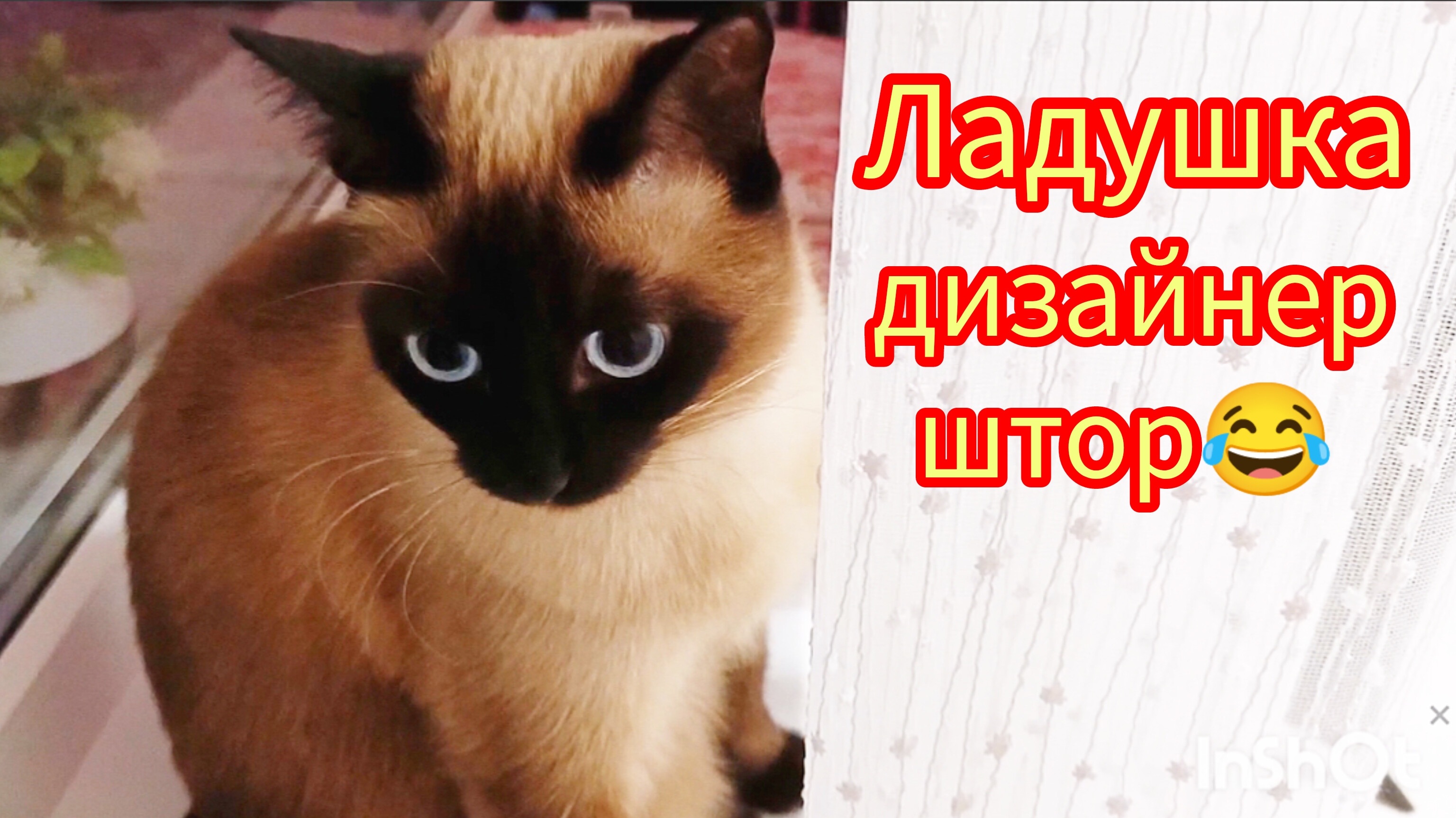 Кошка🐱Ладушка дизайнер 27-06-2025 #смешныекоты #котики #милые котики #кошка Ладушка