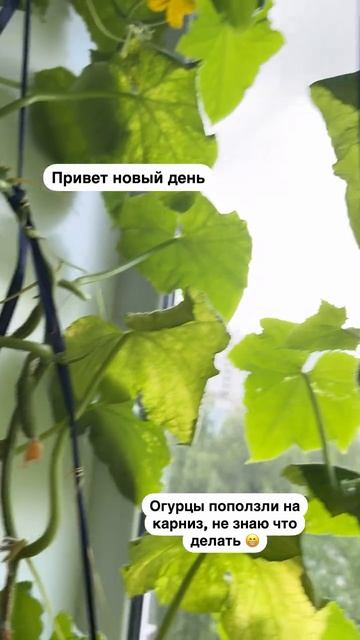 Огурцы на подоконнике