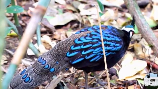 Палаванский павлиний фазан Polyplectron napoleonus