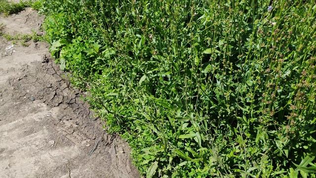 Гуляем по деревенской дороге, деревенское лето, уютная жизнь в деревне