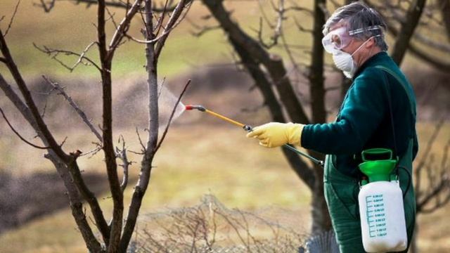 Чем лечить поврежденную кору у плодовых деревьев.