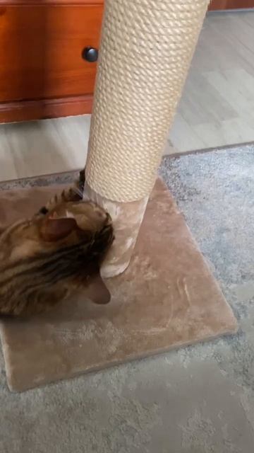 Бенгальская кошка Леопарда #bengalcat