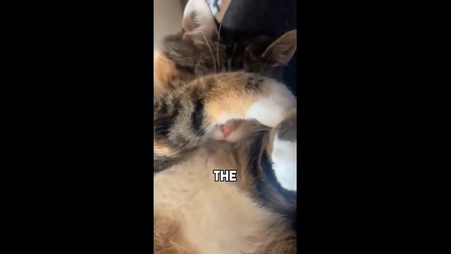 Смешные котики - часть 30