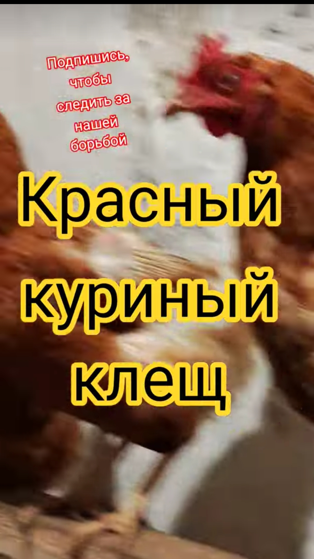scene_output.mp4