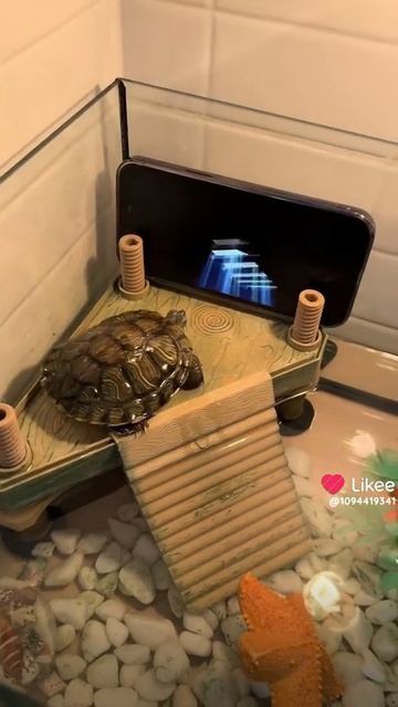 Черепаха