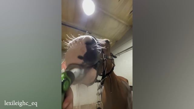 Самые смешные моменты с Лошадьми