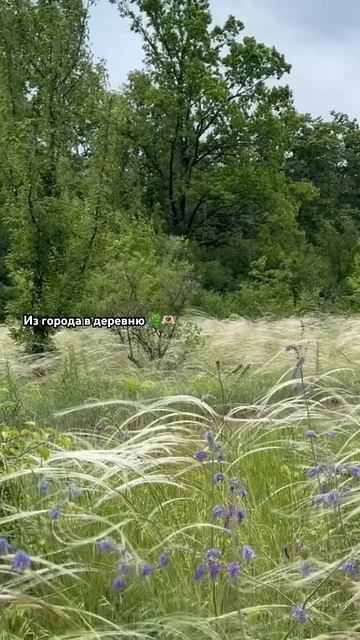 Уехала за тишиной. А вы почему переехали/хотите в деревню?))