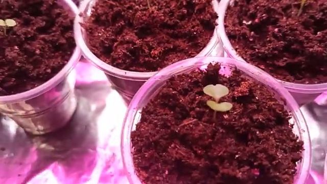 Рассада цветов Часть 4