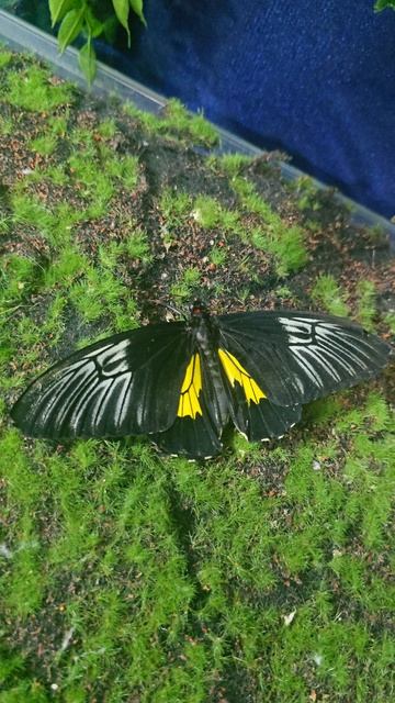 #бабочки #reels #short #shorts #margo #shortvideo #shortsvideo #insects #buterflyi #surprise #beauty