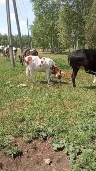 Впечатлительным не смотреть