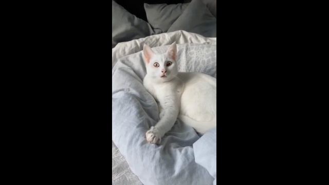Смешные котики - часть 37