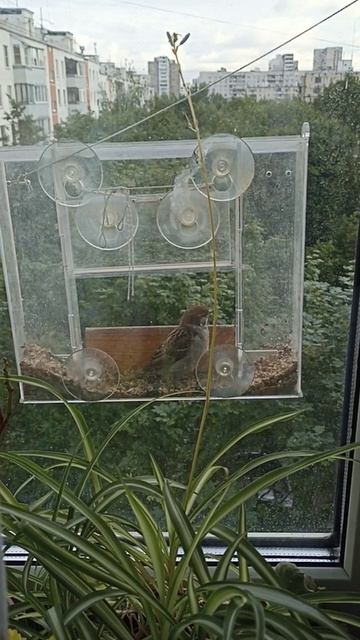 Воробей в прозрачной кормушке
